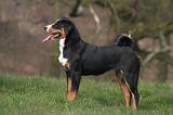 BOUVIER D'APPENZELL 077